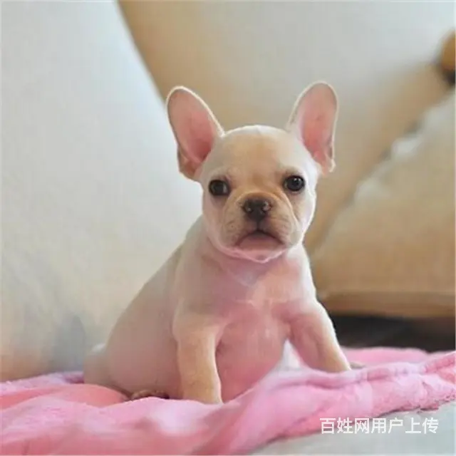 辽源CKU认证法斗基地  法斗犬舍直销 - 图片 11