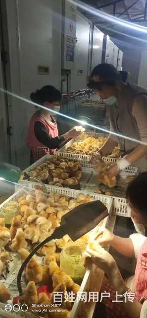 陕西咸阳兴平鸡苗孵化场 - 图片 1