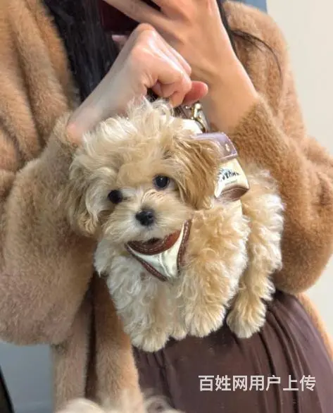 广州雪纳瑞约克夏泰迪比熊博美马尔泰柯基柴犬法斗 - 图片 2