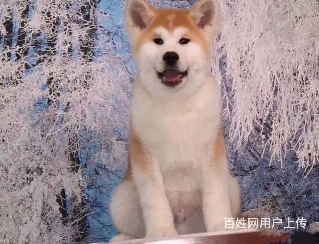 出售纯种秋田犬、带科目、秋田犬多少钱一只 - 图片 5