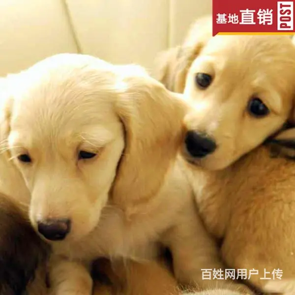 吕梁【十年老店】常年繁殖优质血统腊肠犬幼犬 - 图片 1