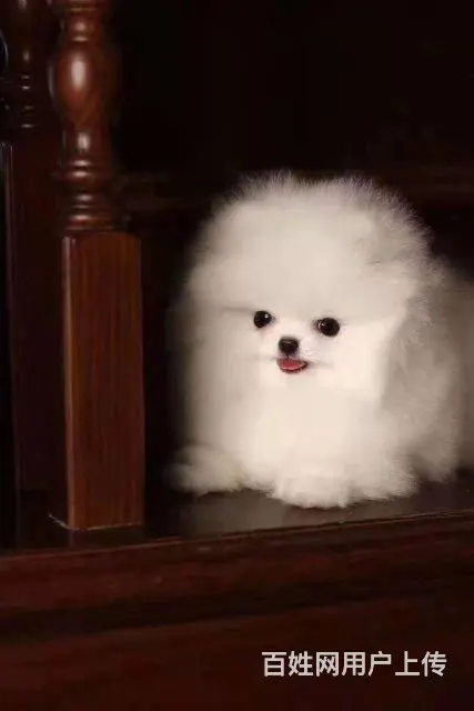 博美犬养殖基地 赛级哈多利血统博美犬 证书芯片齐全 - 图片 6