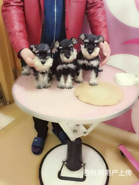 广州买狗 广州宠物狗 广州纯种迷你雪纳瑞幼犬哪有卖 - 图片 12