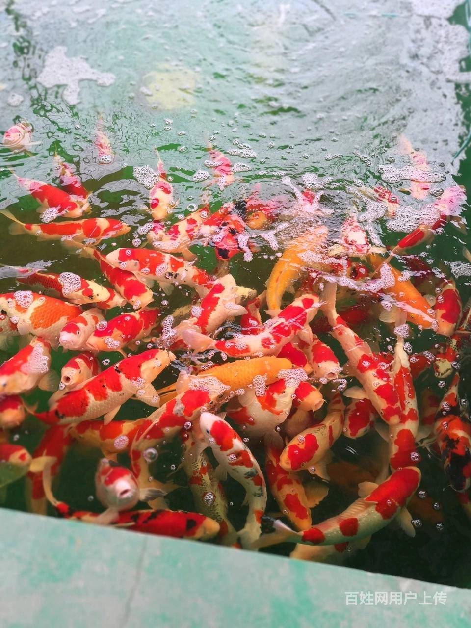 松江鱼缸批发零售