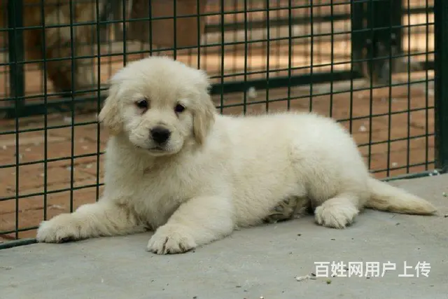 北京金毛犬舍 纯种大头美系金毛犬价格 金毛犬 - 图片 1