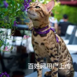 哪里有孟加拉豹猫卖的  孟加拉豹猫买卖 - 图片 6