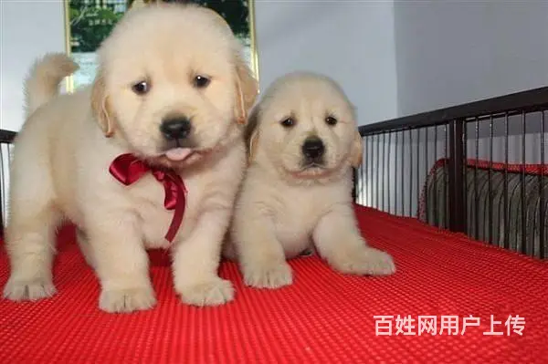 北京精品金毛犬 美系大头金毛犬出售 金毛犬舍 - 图片 5
