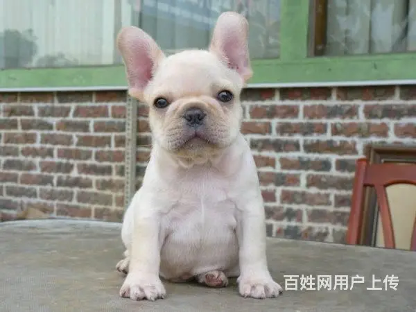 精品法牛犬出售 品相极佳 可视频选狗可上门看狗 - 图片 2
