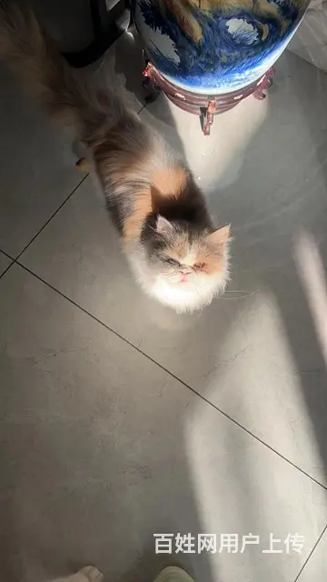 免费领养猫咪 - 图片 1