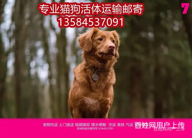 曲阜市 宠物托运（猫狗柴犬）邮寄快递2022（宠物活体运输) - 图片 7