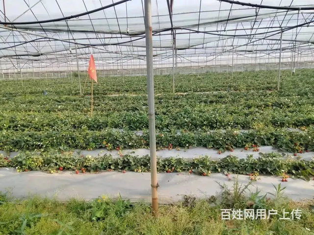 （51旺铺推荐）安宁温泉镇14亩富硒草莓园低价转让 - 图片 6