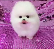唐山博美多少钱 唐山哪有卖博美的 博美图片 博美犬