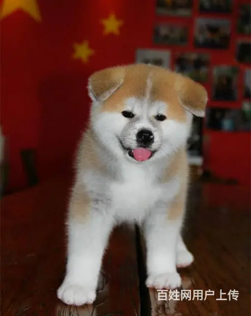 日系秋田犬 纯种秋田犬 价格不菲 非诚勿扰 - 图片 1