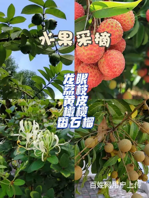 生态休闲团建新体验 | 广州帽峰山生态园 - 图片 3