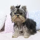 阜阳带血统的约克夏哪里有卖的 哪里有卖约克夏