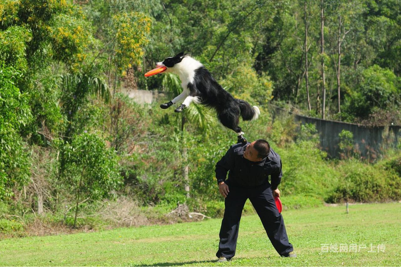 佛山训狗学校,专业训练护卫犬,训练工作犬,扑咬护主看守训犬学