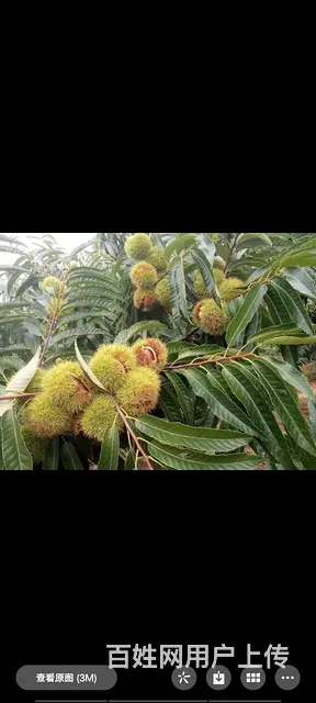 出租出售板栗园 - 图片