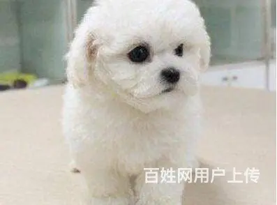 文昌比熊多少钱一只 比熊价格 卷毛比熊 保健康 - 图片 11
