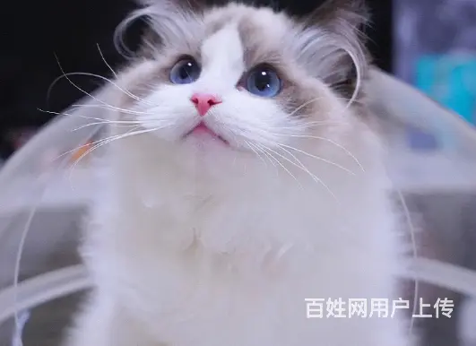 布偶猫多少钱一只 布偶猫肠胃好吗 图片价位 - 图片 6