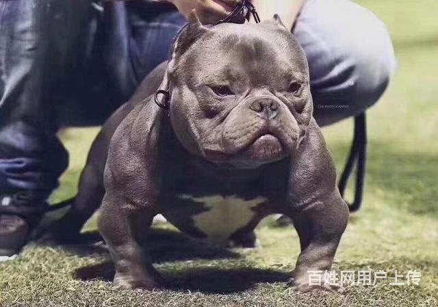 南平恶霸犬价格幼犬出售