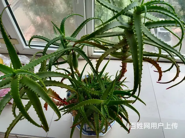 家里自养十五六年的龙爪 - 图片 3