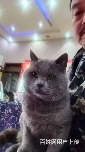 英国蓝猫 - 图片 1