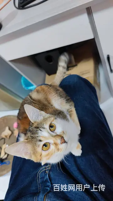 小橘猫找人领养 - 图片 12