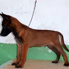 肇庆CKU认证马犬基地  马犬犬舍直销