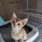 盐城哪里出售纯种阿比西尼亚猫的？阿比西尼亚图片