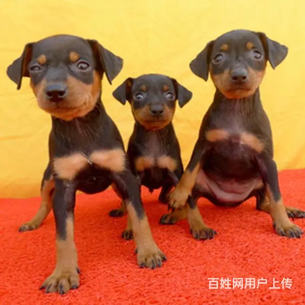 滨州南京有哪些小鹿犬购买渠道  小鹿犬如何可以买到 - 图片 3