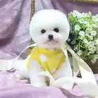 全国最大的博美养殖基地 证书齐全 品质健康有保障0