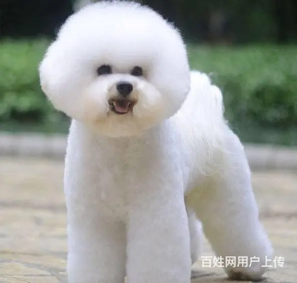 纯种比熊 白色比熊 法系比熊 出售超级可爱的小 - 图片 2