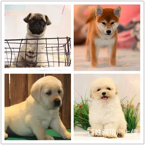 宿迁犬舍地址养狗场电话 - 图片 2