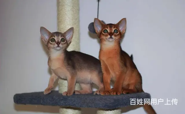 哪里有红阿比猫卖的 双血统阿比西尼亚猫多少钱 - 图片 5