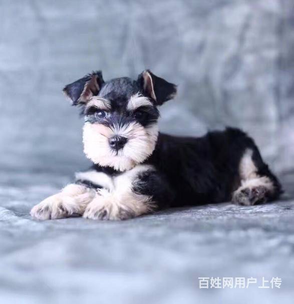 兰州本地雪纳瑞幼犬多少钱?犬舍只繁殖纯种精品健康签