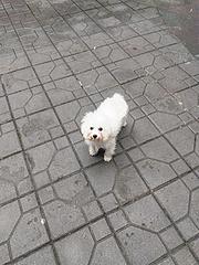 绝对私人家养小比熊