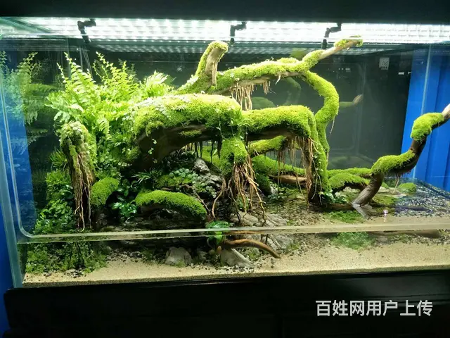 专业养护公司，家庭，大型工程鱼缸，兼卖鱼缸 - 图片 4