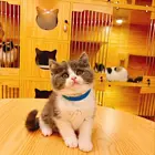 哪里有卖英短美短的多少钱一只 会用猫砂性格亲人