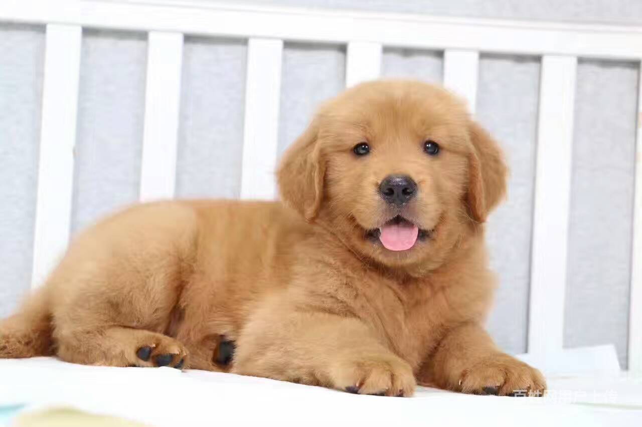 纯种金毛幼犬出售 证书齐全 签协议包纯种包健康芈