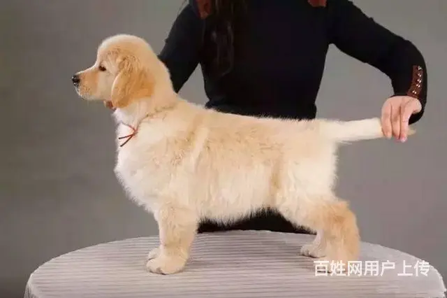 出售大头宽嘴金毛幼犬 黄金猎犬 纯种金毛幼犬 - 图片 3