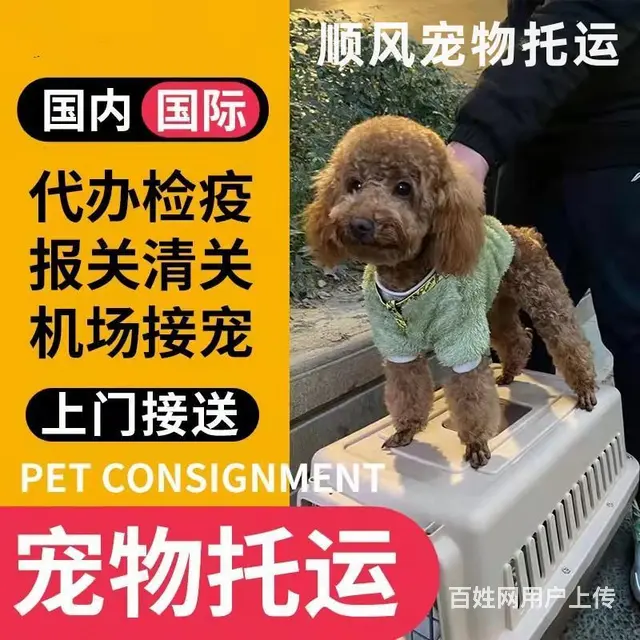 烟台龙口宠物托运（猫狗）邮寄速运空运 （2023今日 推荐运 - 图片 2