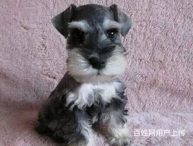 纯种椒盐色雪纳瑞犬出售 体型小巧萌宠雪纳瑞幼犬保证 - 图片 3