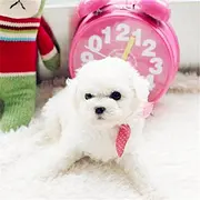 汉中哪里可以买到精品比熊犬 比熊连锁店