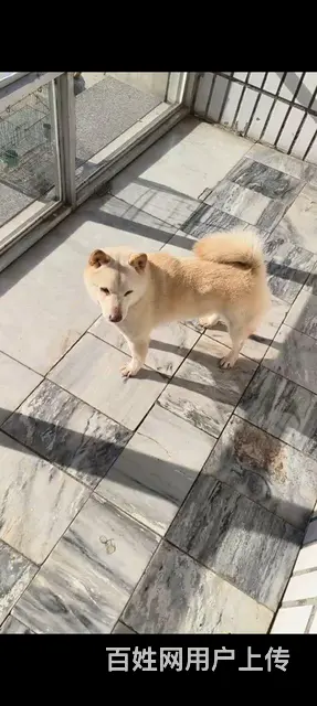 【搞定了！】才犬 - 图片 3