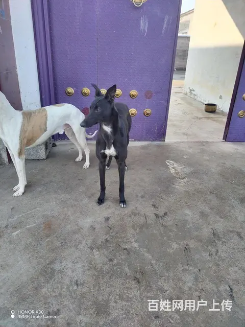 格力母犬 - 图片 3