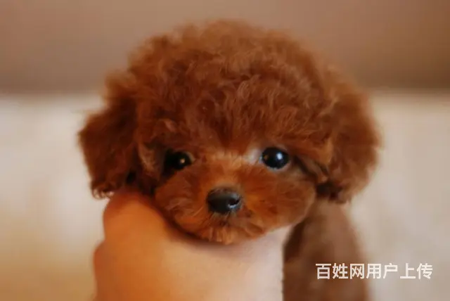 泰迪犬颜色齐全可见父母保证冠军级血统 - 图片 2