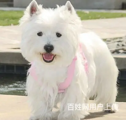 巢湖纯种西高地犬舍，西高地多少钱一只 - 图片 3