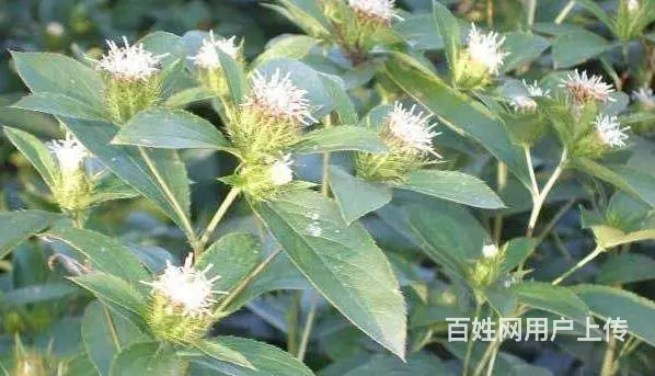 湖北百草堂苍术种植技术好，打造实力品牌打好翻身仗 - 图片 1