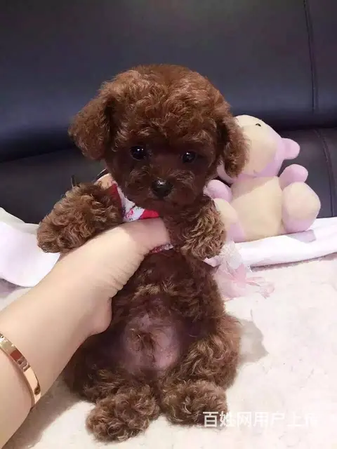 宿迁哪里卖泰迪狗狗一只泰迪要多少钱 - 图片 1