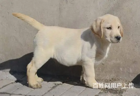 赛级拉布拉多 拉布拉多幼犬 可以送货到家挑选 - 图片 1